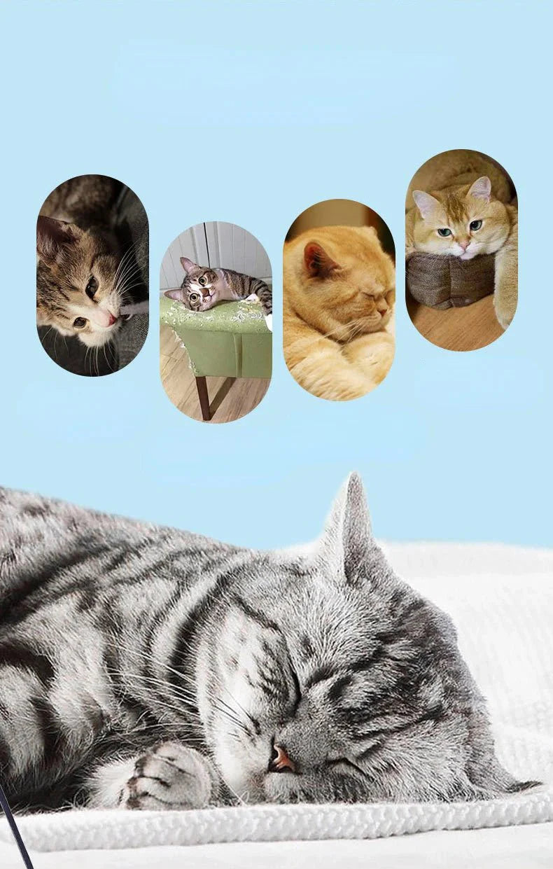 Luxury Cat Teasing Wand with Dragonfly Feather Head Handmade Insect Style Replacement Toy Interactive Play Pet Supplies